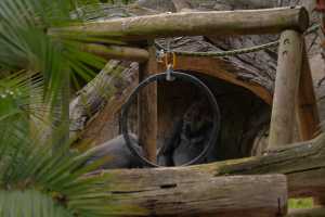 GORILLAS-22NOV22(6)